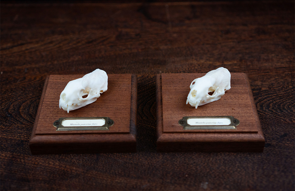 フェレットの頭骨