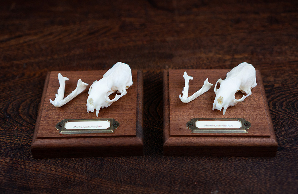 フェレットの頭骨