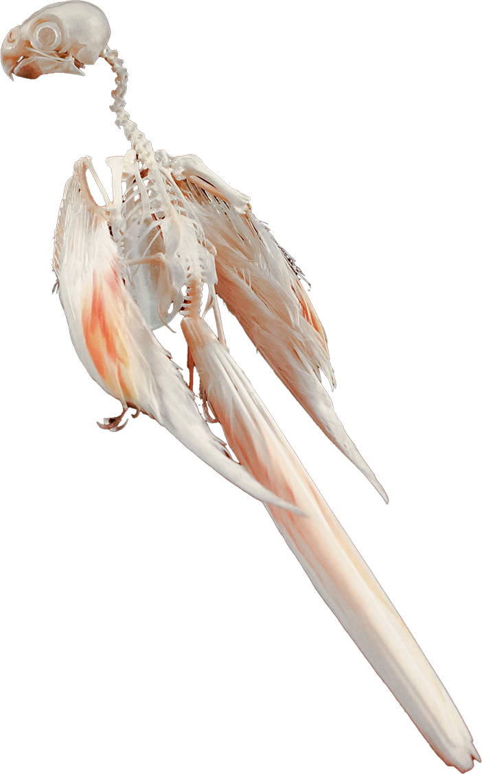 アキクサインコの骨格標本