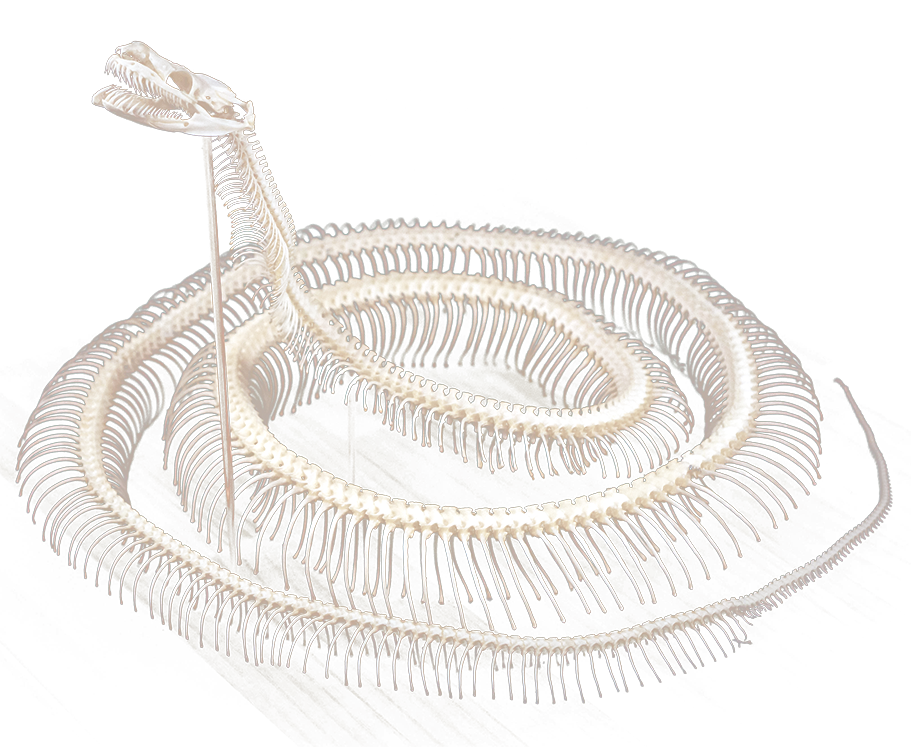 ベーレンパイソンの骨格標本