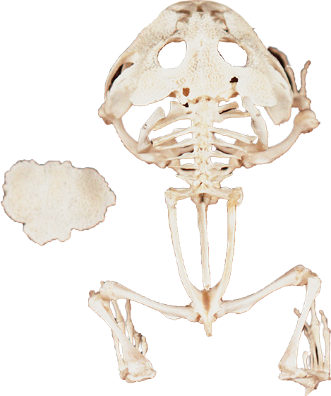 クランウェルツノガエルの骨格標本