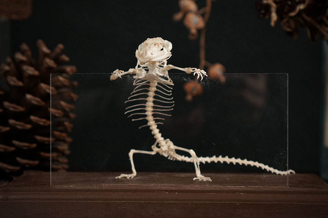 レオパードゲッコーの骨格標本