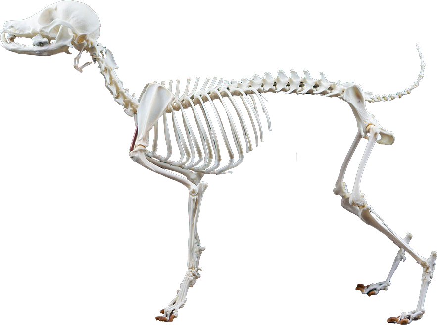 トイプードルの骨格標本